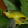 Graceful Treefrog (Litoria gracilenta)<br />Canon 7D + EF70-200 F4L IS + Speedlite 580EXII 